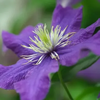 2 x Waldrebe - Clematis 'Rhapsody' | 50-60 cm in Container