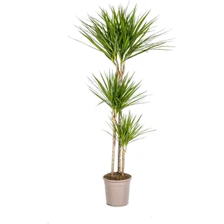 Drachenbaum Dracaena Marginata Green – Zimmerpflanze – Ø24cm – 130-150cm hoch – Schlanke, dunkelgrüne Blätter – Pflegeleicht & modern - dunkelgrün
