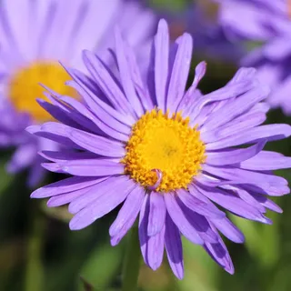 6 x Frühlingsaster Dunkle Schöne - Aster alpinus 'Dunkle Schone' - Topf 9cm x 9cm
