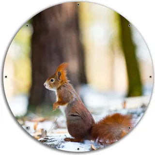 Wallario rundes Outdoor-Poster für Garten oder Balkon, Motiv Neugieriges Eichhörnchen im verschneiten Wald, 60 cm Durchmesser - Braun