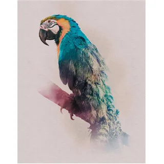 KOMAR Wandbild Animals Parrot 40 x 50 cm