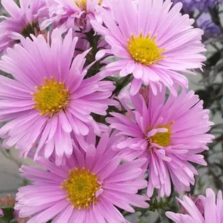 6 x Glattblatt Aster - Aster novi belgii 'Sarah Ballard' - Topf 9cm x 9cm