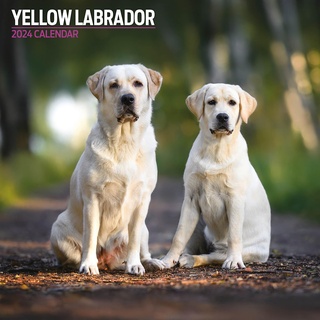 Traditioneller Labrador-Kalender 2024, Gelb