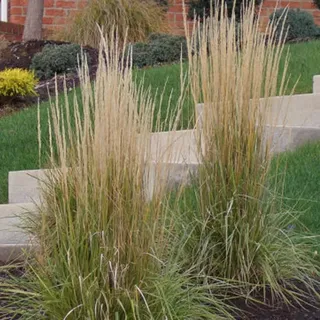 6 x Reitgras Karl Förster - Calamagrostis acutiflora 'Karl Foerster' | Topf 9cm x 9cm