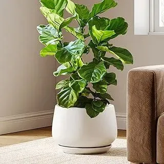 LE TAUCI Blumentopf Keramik, 30 cm Übertopf für Pflanzen, Pflanztopf mit Drainagelöchern und Untersetzer, Stilvoll und Langlebig, Blumentopf für Innenbereiche, Geschenk für Mama, Mattweiß - Weiß