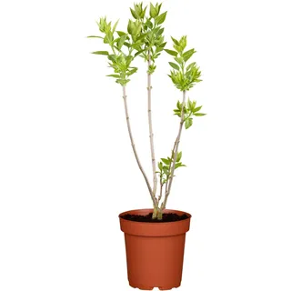Zwerg-Duftflieder Tinkerbelle Rosa Höhe ca. 50 - 60 cm Topf ca. 3,5 l Syringa