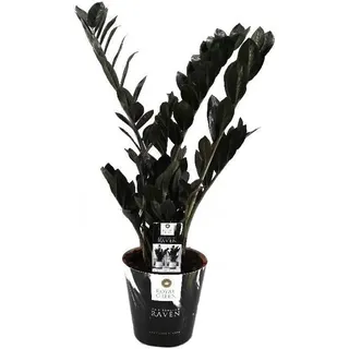 Zamioculcas Raven ca. 60 cm - Schwarze Zamioculcas - Zimmerpflanze