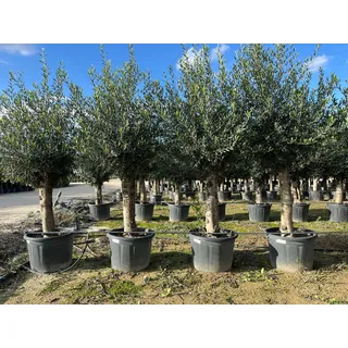 Sunny Tree - Olivenbaum - Olea Europaea - 45 Jahre, 200 cm, A+ Qualität, winterhart bis -18, Fruchttragend
