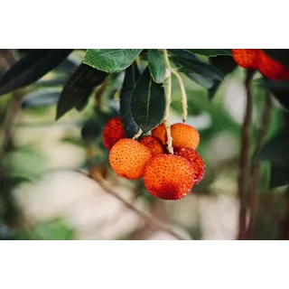 3 Stück Erdbeerbaum ca.30 cm Arbutus unedo -Erdbeerstrauch - Winterblüher und mediterranes Gehölz