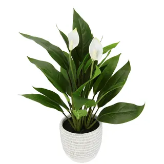 I.GE.A. Kunstpflanze »Spathiphyllum« im Topf Anthurie Calla Flamingoblume exotische Pflanze weiße Blüten Flamingopflanze Dekopflanze Kunstblume Deko Zimmerpflanze Blumen