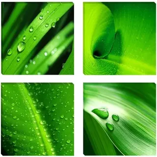 Visario Leinwandbild Set 6601 Natur Grüne Blätter Wassertropfen 4-teilig 30x30 cm Wanddeko Wohnzimmer Schlafzimmer modern Kunst Druck