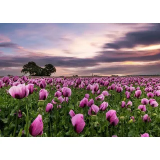 Rasch Tapete 363456 - Fototapete auf Vlies mit Blumenfeld in Lila und Grün aus der Kollektion Magicwalls - 2,65 m x 3,71 m (LxB)