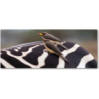 Tulup® Küchenrückwand Spritzschutz aus Glas -125x50 -Spritzschutz auf gehärtetes Glas Deko Tiere Vögel und Zebra - Grau