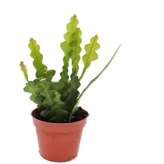 EXOTENHERZ Epiphyllum anguliger - Krokodilschwanz-Kaktus, 9cm