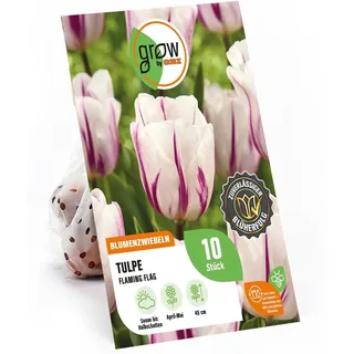 GROW by OBI Triumph-Tulpe Flaming Flag Weiß-Purpur 45 cm Tulipa