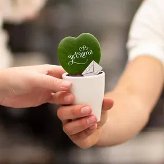 Geschenkbotschaft - Hoya - Herzblattpflanze - Je t'aime - Zimmerpflanze