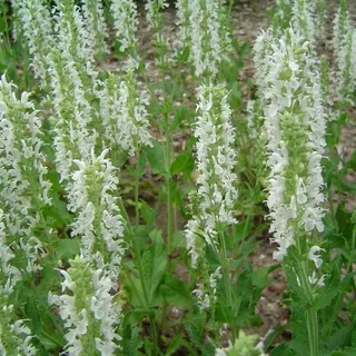 6 x Salbei Ostfriesland - Salvia nemorosa 'Schneehuegel' | Topf 9cm x 9cm