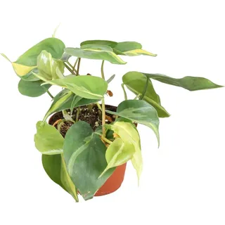 Baumfreund Kletternder Philodendron scandens Brasil ca. 20 cm