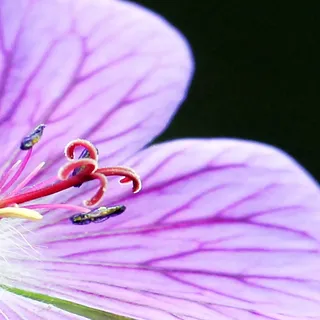 Wanduhr XXL 3D Optik Dixtime lila Orchidee 30x90 cm leises Uhrwerk GL-012 - Schwarz