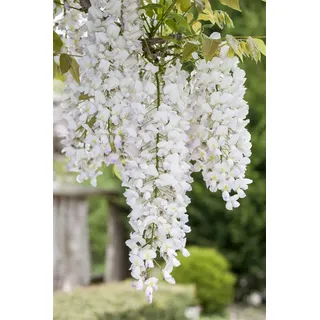 Pflanzen Für Dich Wisteria frutescens 'Nivea', Amerikanische Glyzinie, weiß, 60–100 cm