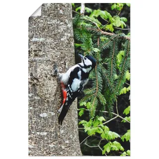 Artland Wandbild »Buntspecht im Wald«, Vögel, (1 St.), als Leinwandbild, Poster in verschied. Größen, beige