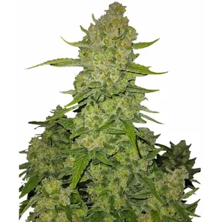 Papaya Cookies Auto | Autoflowering Hanfsamen von Fast Buds | 3 Hanfsamen