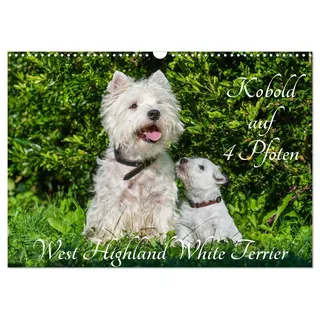 Calvendo Kobold auf 4 Pfoten - West Highland White Terrier (Wandkalender 2026 DIN A3 quer), CALVENDO Monatskalender: West Highland White Terrier begleiten auf bezaubernden Fotos durch das Jahr (CALVENDO Tiere)