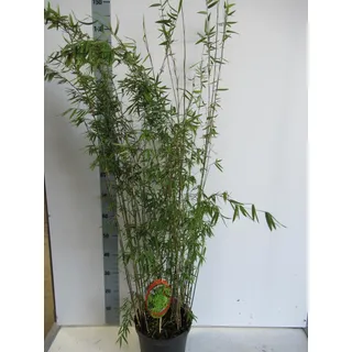 Fargesia jiuzhaigou 1 C10-10 Liter - Jade Bambus - Roter Bambus