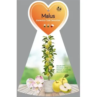 Säulenapfel 'Gold Sensation' ca. 120 cm - Malus domestica 'Gold Sensation'