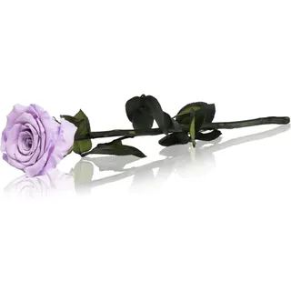 RoseAmor Lila stabilisierte Rose mit Stängel 30 cm 1 St.