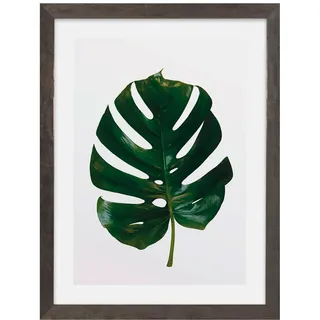 Komar Bilderrahmen Holz Stone Grey mit Art Poster Monstera Leaf als Set - Größe: 30x40 cm - Wandbild, Dekoration, Pflanze...