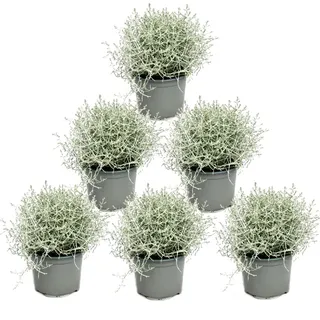Stacheldrahtpflanze - Silberdraht - Calocephalus brownii - 12cm Topf 6 Pflanzen