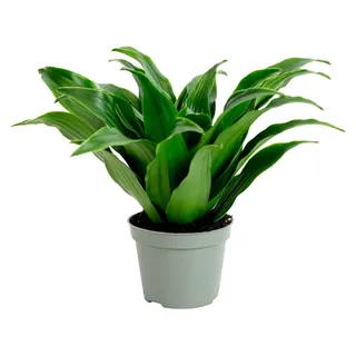 Drachenbaum Janet Craig - pflegeleichte Zimmerpflanze, Dracaena Deremensis Janet Craig - Höhe ca. 15 cm, Topf-Ø 6 cm