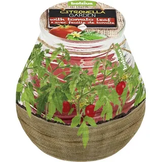 Bolsius Patio Licht mit Duft Cit/Toma