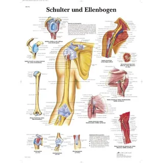3B Scientific – Laminierte Schulter & Ellbogen Tafel – Anatomie & Pathologie – UV- & Staubgeschütztes Poster für Studium, Lehre & Kliniken