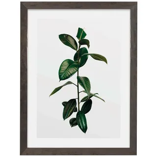 Komar Bilderrahmen Holz Stone Grey mit Art Poster Elastica Leaf als Set - Größe: 30x40 cm - Wandbild, Dekoration, Pflanze..., bunt