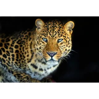 Papermoon "LEOPARD-KATZE TIGER LÖWE PUMA JAGUAR WILD AFRIKA ASIEN", bunt,