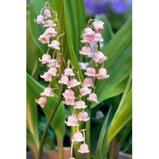 Convallaria majalis 'Rosea', Maiglöckchen, rosa, ca. 9x9 cm Topf