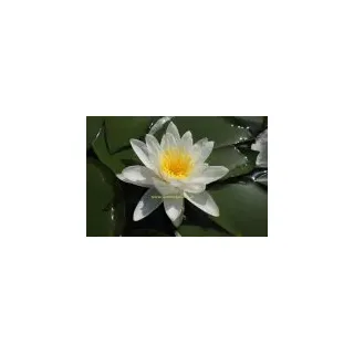 1 SEEROSE der Sorte Hermine, weisse Blüte