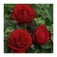 KORDES ROSEN Beetrose, Rosa »Till Eulenspiegel®«, Blüte: rot, gefüllt