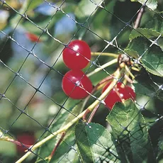 Vogelschutznetz M 2 x 5