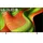 OLED65B59LA 65" 4K UHD OLED TV
