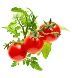 Click & Grow Click and Grow - Smart Garden Refill 3-pack - Mini Tomato (SGR5X3)