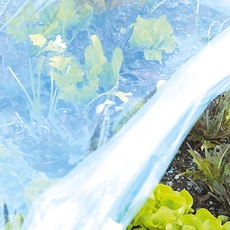 TENAX Coat film 2,00x10 m Undurchlässige transparente Folie für Pflanzen, für Tunnelstrukturen im Garten
