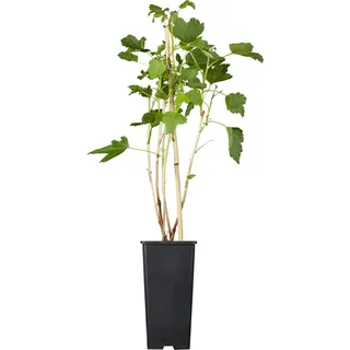 GROW by OBI Schwarze Johannisbeere Titania ca. 40 - 60 cm Ribes nigrum