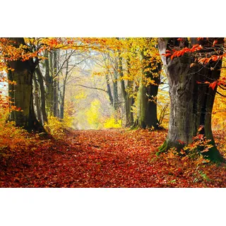 Papermoon »WALD-HERBST BÄUME NATUR LANDSCHAFT BAUM ALLEE WANDBILD«, bunt,