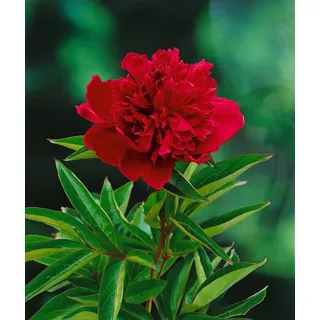 Paeonia lactiflora 'Louis van Houtte', Pfingstrose, rosa, ca. 11x11 cm Topf - Rosa
