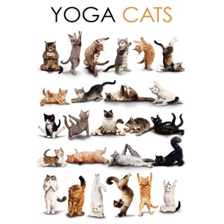 Schatzmix Blechschild Katzen Yoga Katzen Metallschild Wanddeko 20x30 cm tin Sign