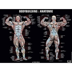 Poster bodybuilding anatomie