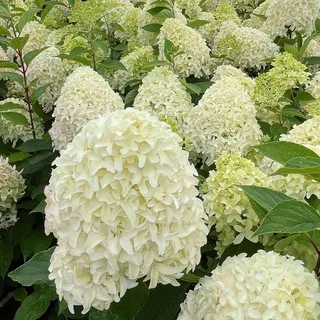 GARTEN SCHLÜTER® Rispenhortensie Skyfall cremeweiß mit rosa Verfärbung am | Neuaustrieb - Hortensie winterhart & mehrjährig - Hydrangea paniculata - 1 Pflanze